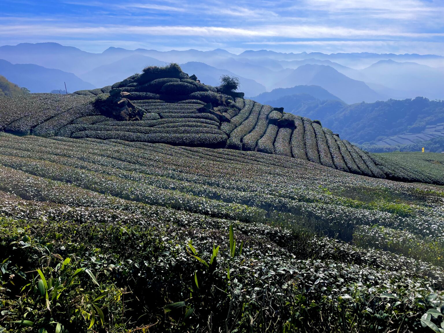 Alishan Tee